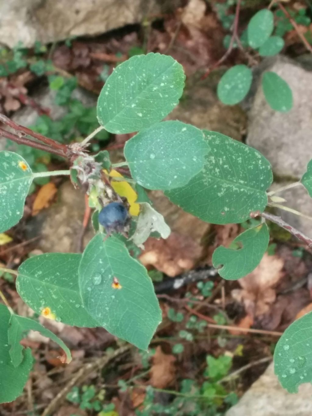 Amelanchier ovalis