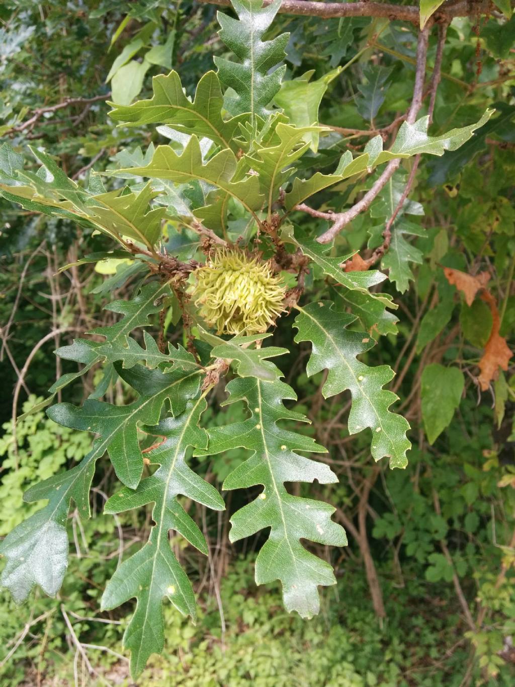 Quercus cerris / Cerro