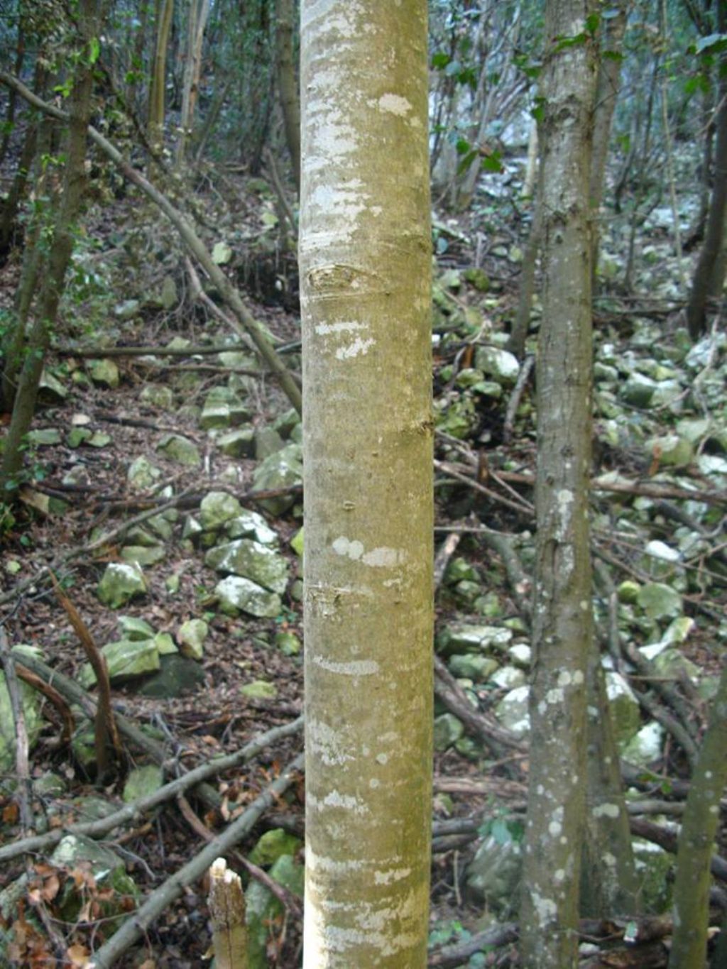 albero bassa quota - Fraxinus ornus