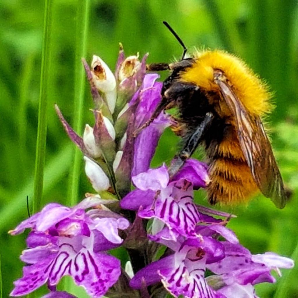 Bombo su orchidea:  Bombus (Thoracobombus) sp.