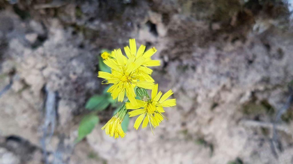 composita Monti Pisani - Hieracium sp.