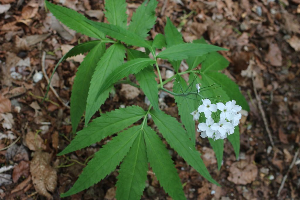 crucifera alpi apuane - Cardamine heptaphylla