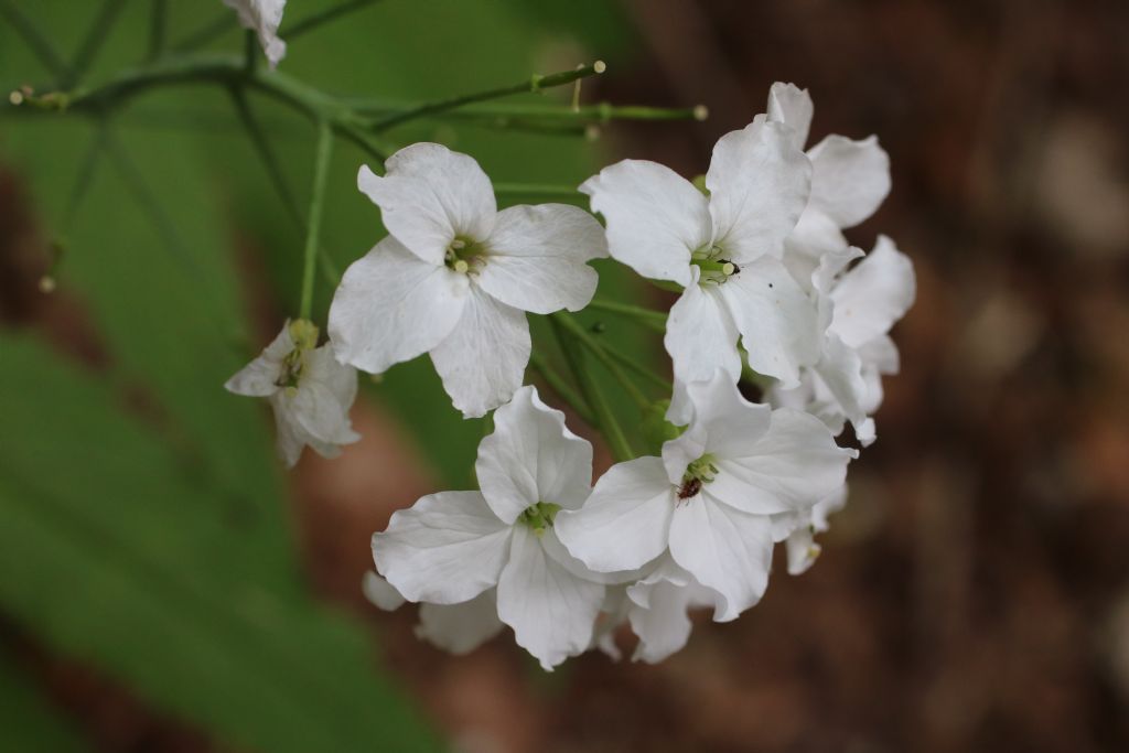 crucifera alpi apuane - Cardamine heptaphylla