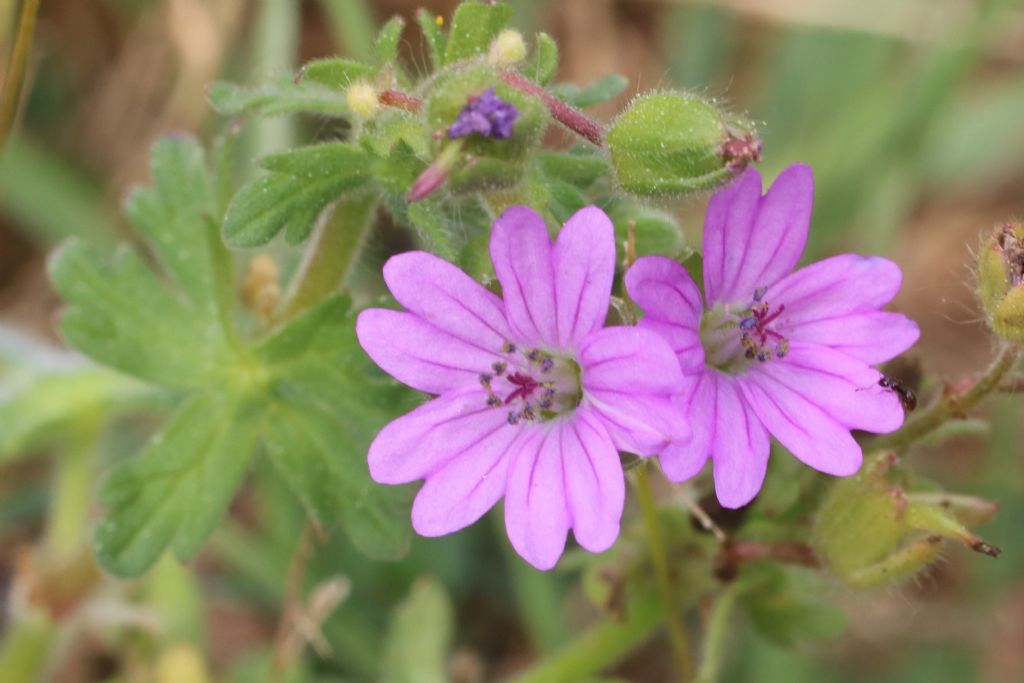 Geranium Monti Pisani - Geranium molle