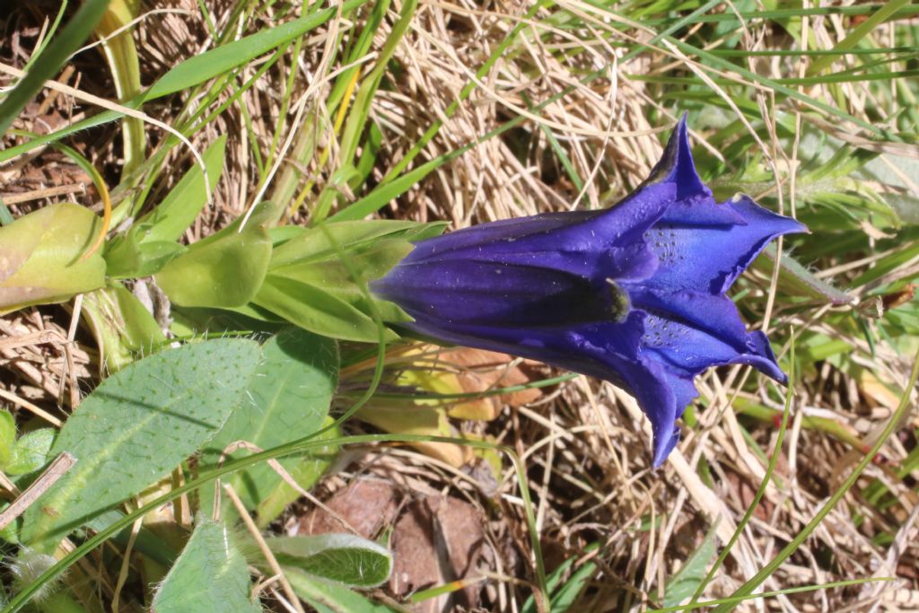 gentiana su monte Croce - Gentiana acaulis