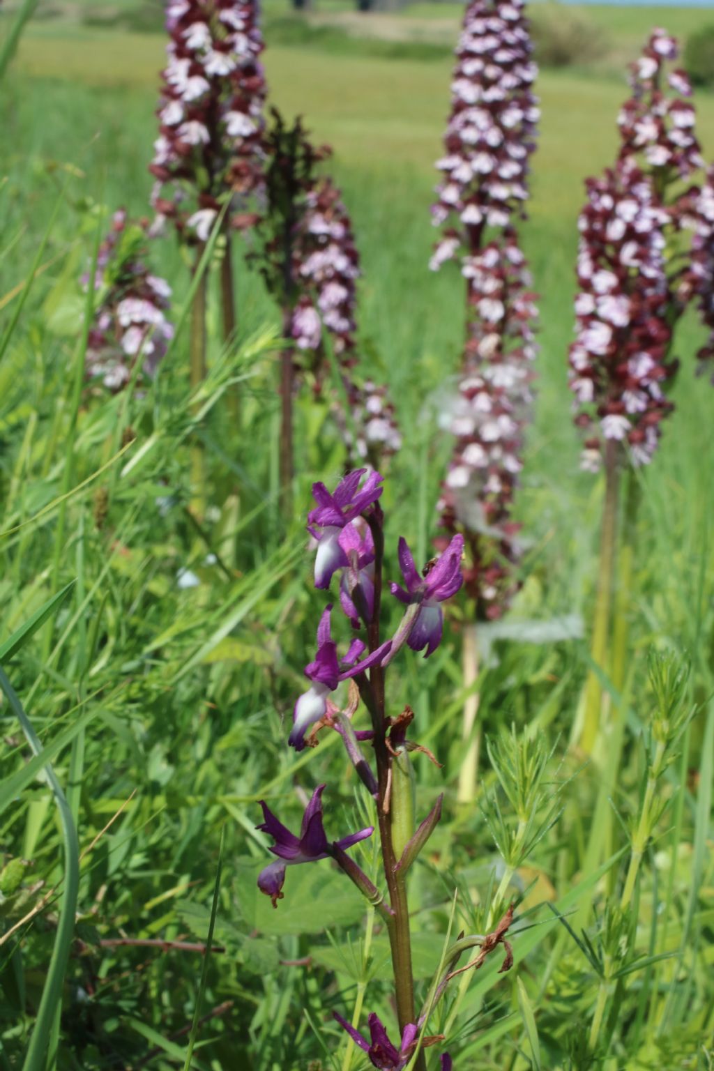 Anacamptis laxiflora (PI-LI)