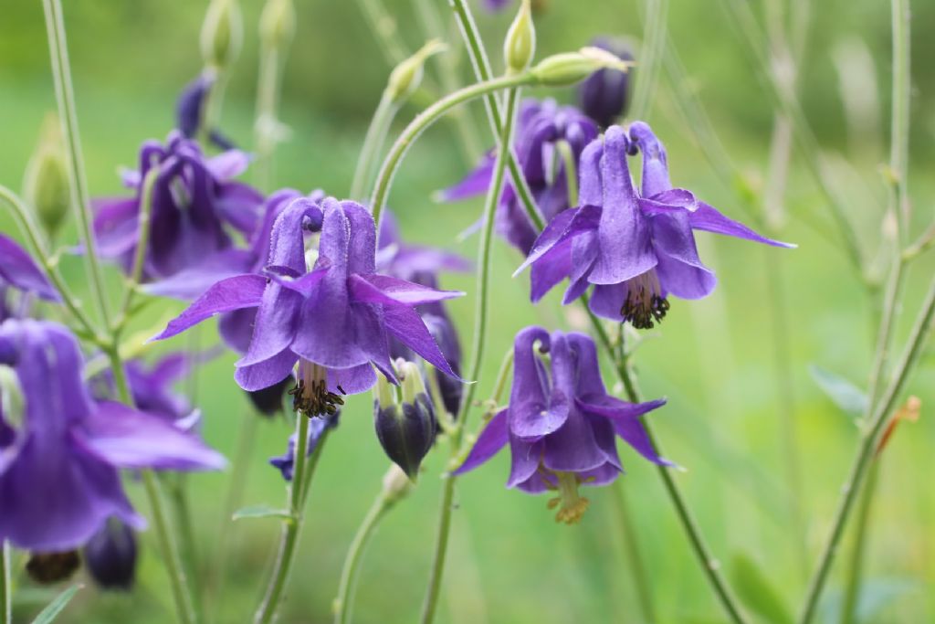 Aquilegia dumeticola / Aquilegia vischiosa