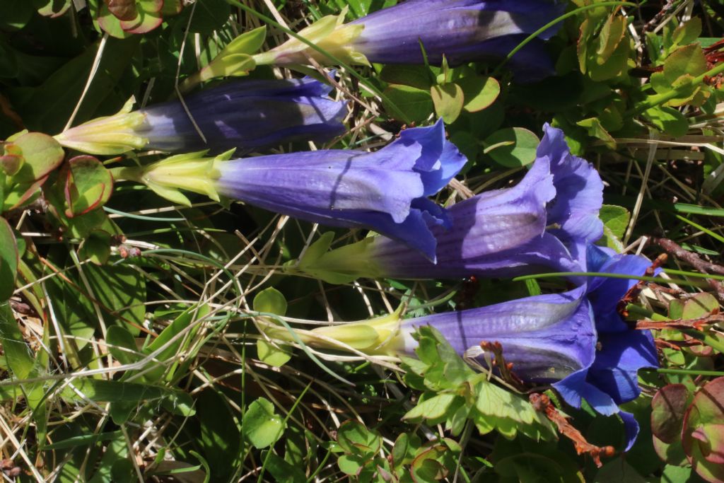 Gentiana acaulis