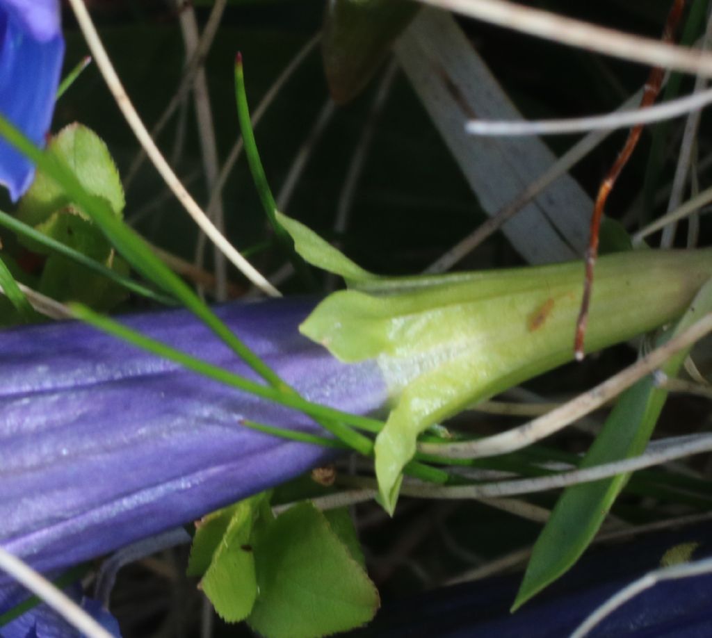 Gentiana acaulis