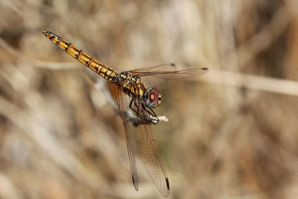 Trithemis annulata, maschio e femmina,  a Pontedera (Pisa)