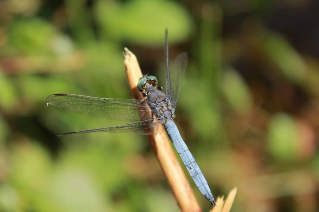 Orthetrum coerulescens, maschio,  a Pontedera (Pisa)