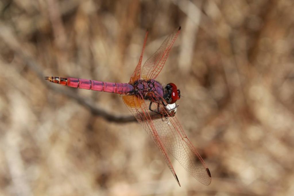 Trithemis annulata, maschio e femmina,  a Pontedera (Pisa)