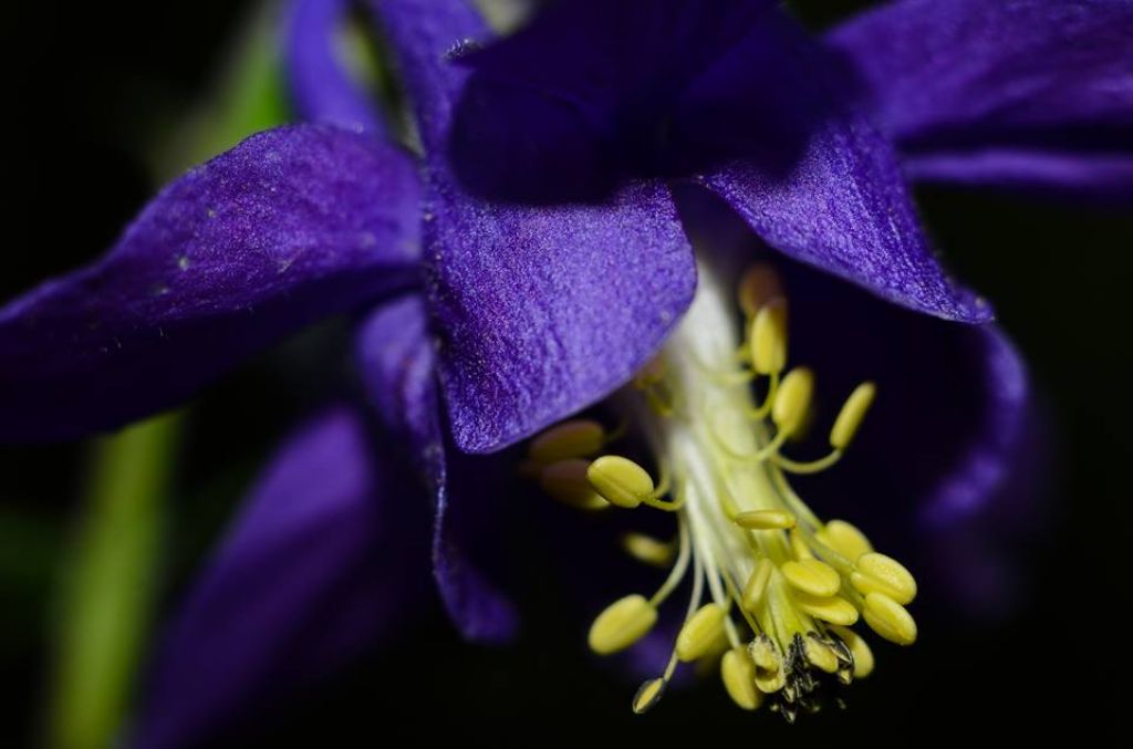 aquilegia in Toscana