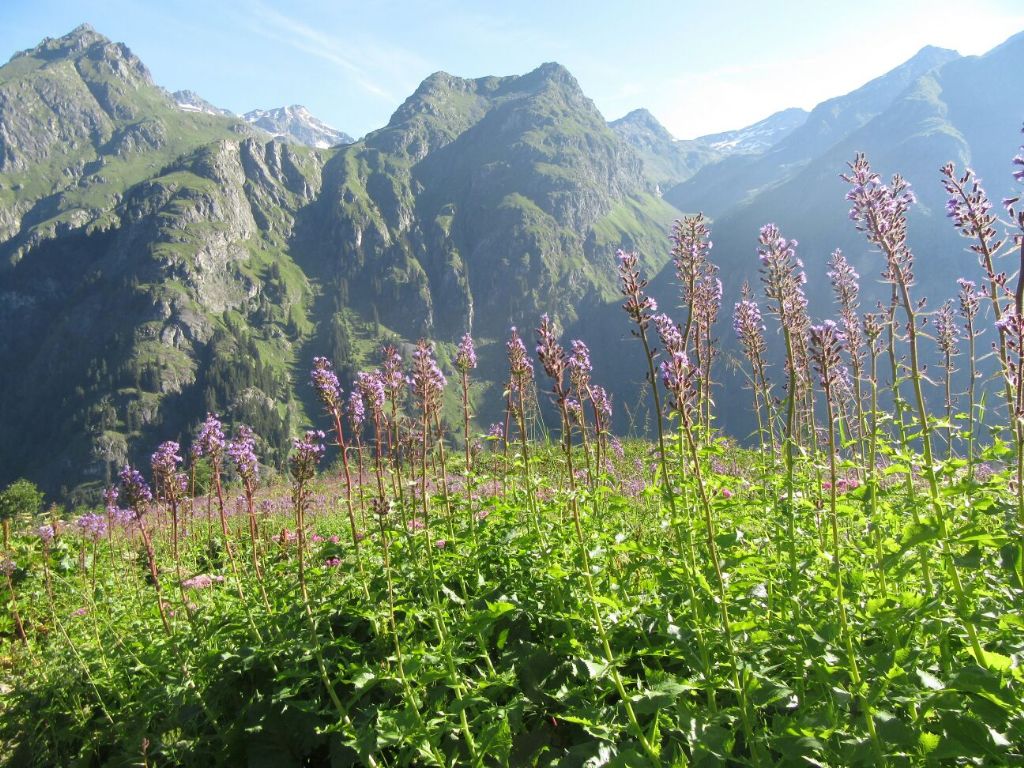 erbacea in Alpi svizzere: Lactuca alpina (Asteraceae)