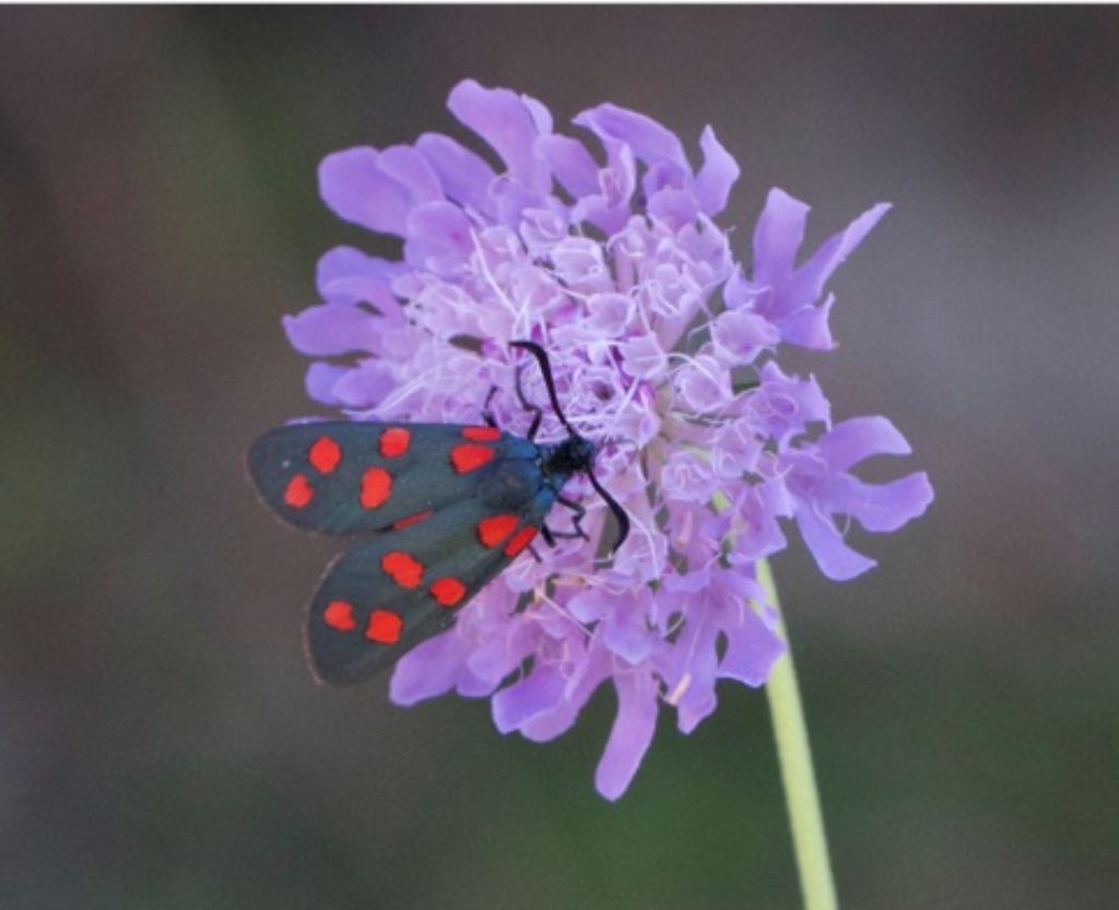 Zygaena (Zygaena) transalpina