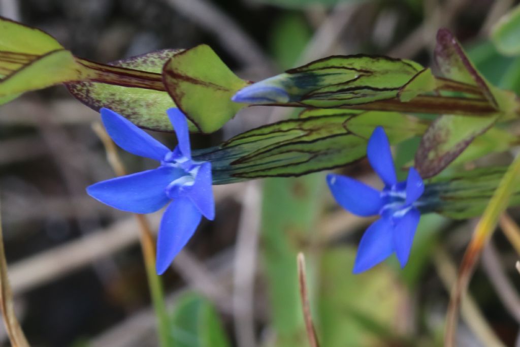 Gentiana Monte Aquila (Gran Sasso)