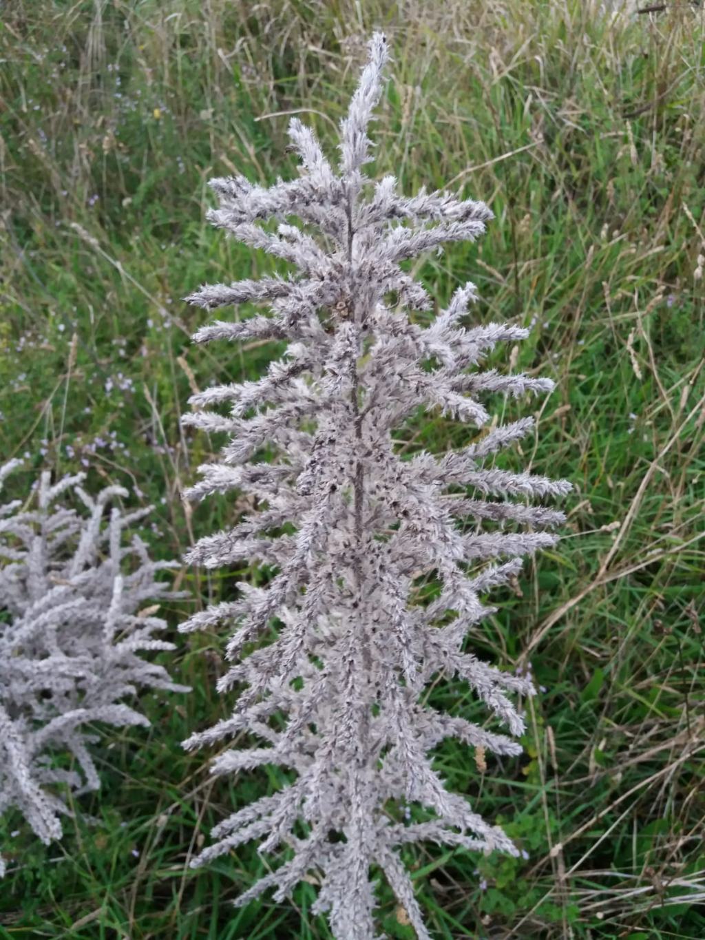 sulle colline di Vecchiano:  Echium italicum (Boraginaceae)