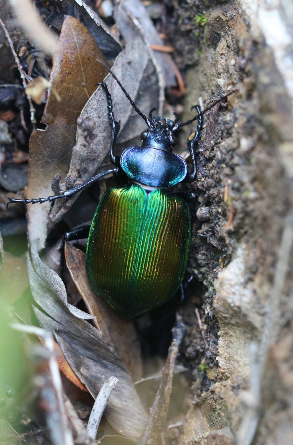 Carabidae, femmina di Calosoma sycophanta