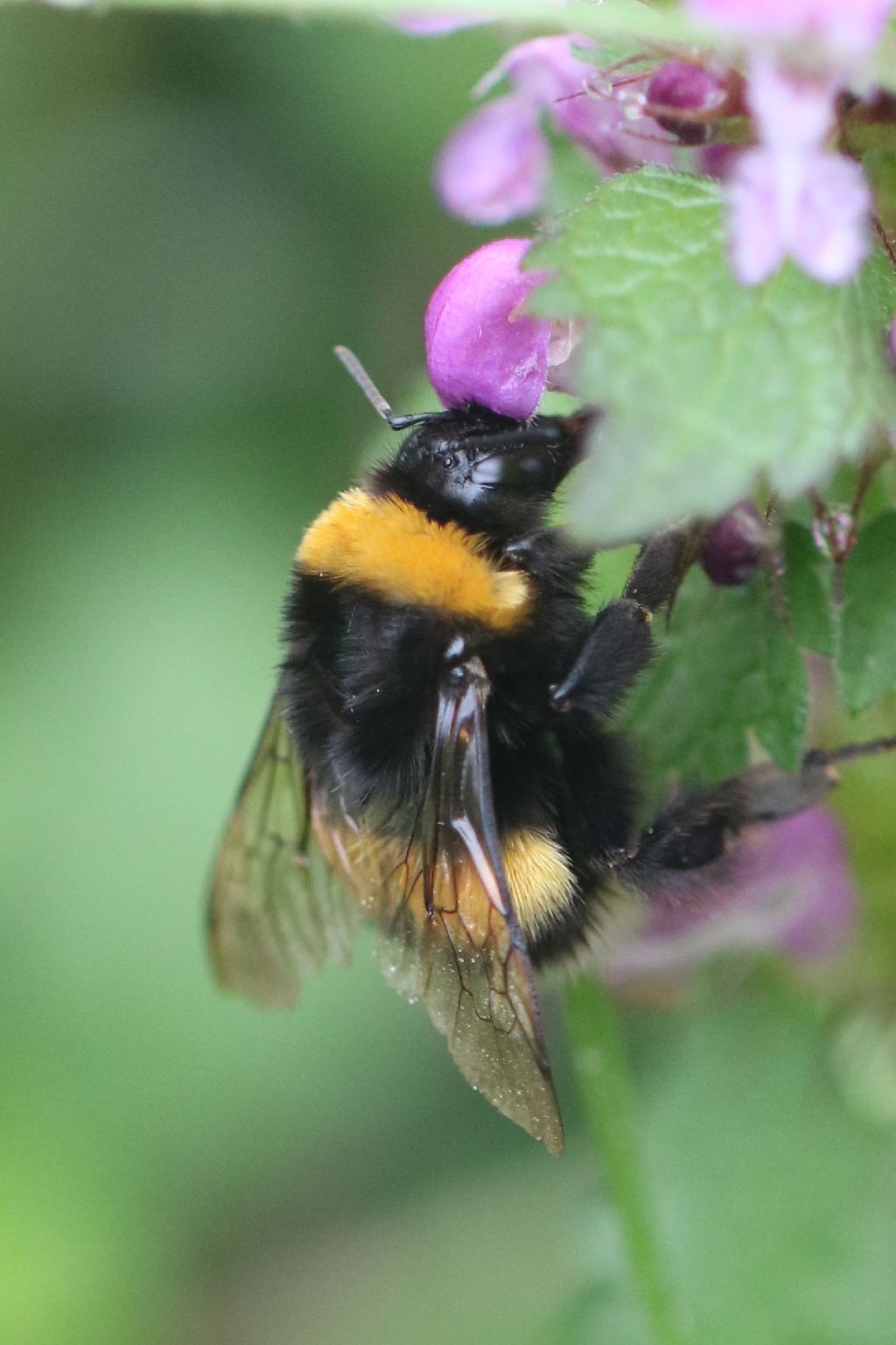 Bombo monti pisani:  Bombus (Bombus) sp.