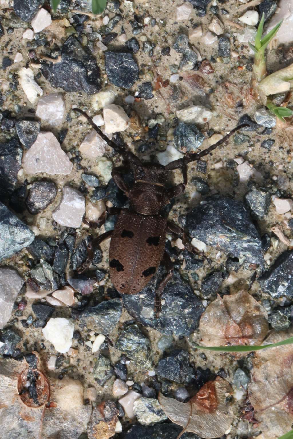 Cerambycidae nei pressi di Volterra: Herophila tristis