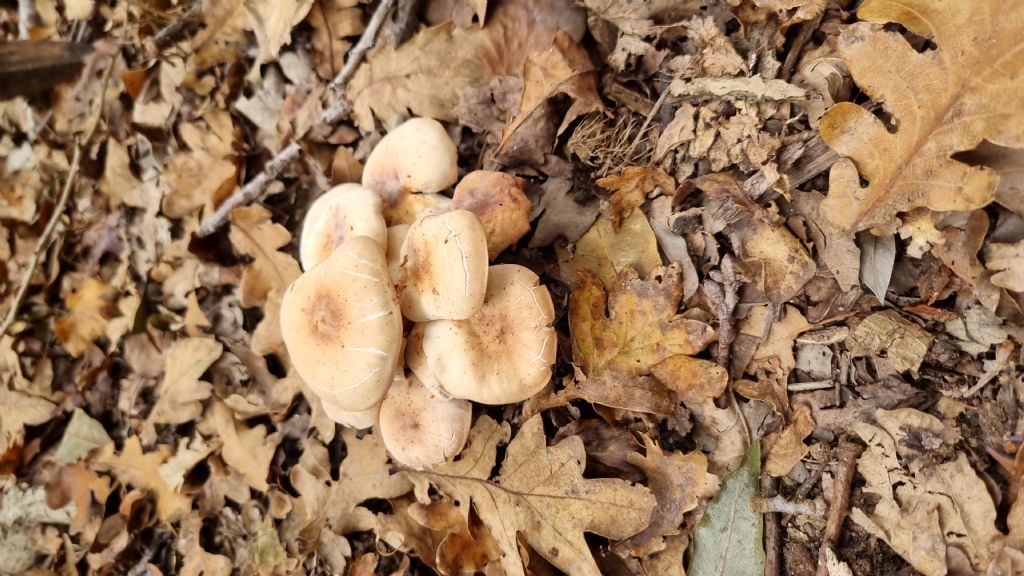 Ancora fungo in bosco mesofilo