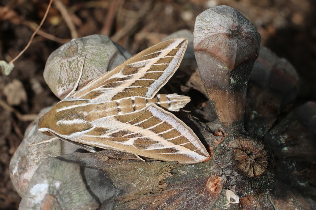 Falena litorale pisano:  Hyles livornica (Sphingidae)