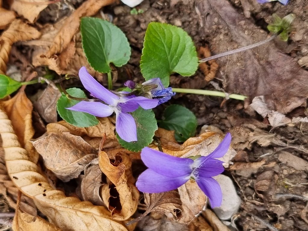 Alpi apuane:  Viola reichenbachiana