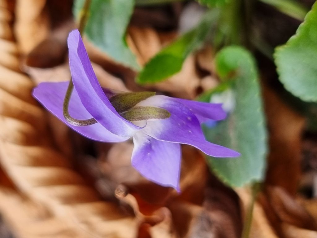 Alpi apuane:  Viola reichenbachiana