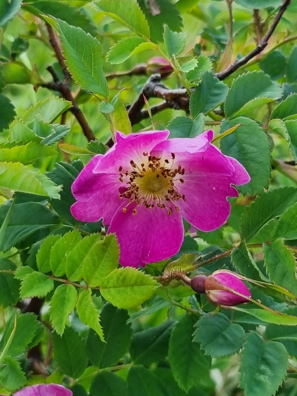 Rosa sulle Apli Apuane