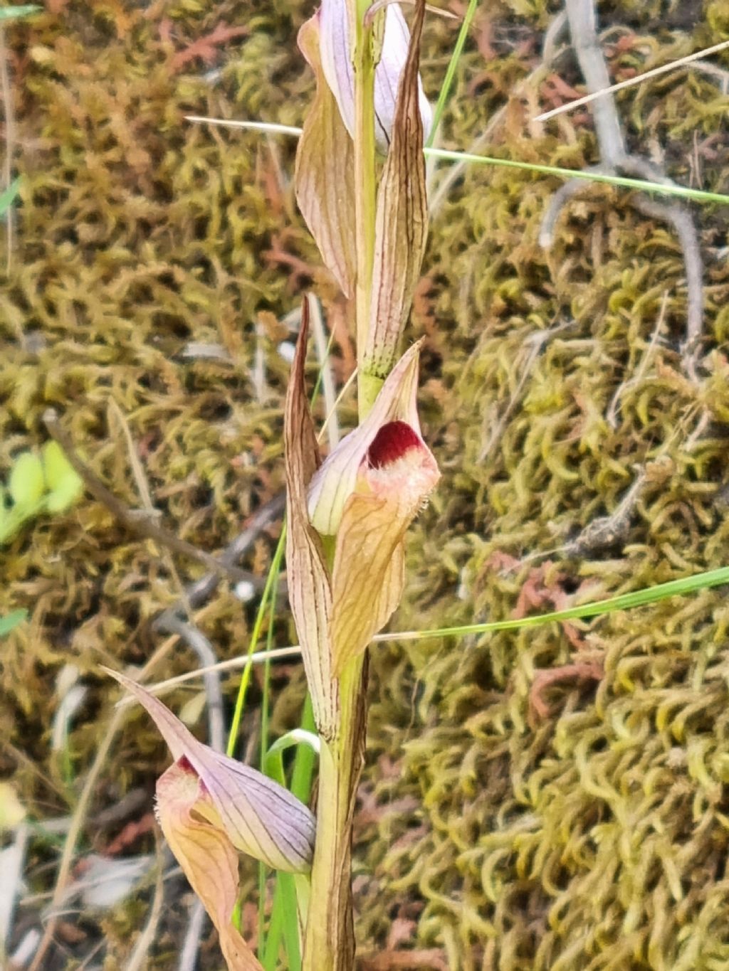 Serapias in Sicilia