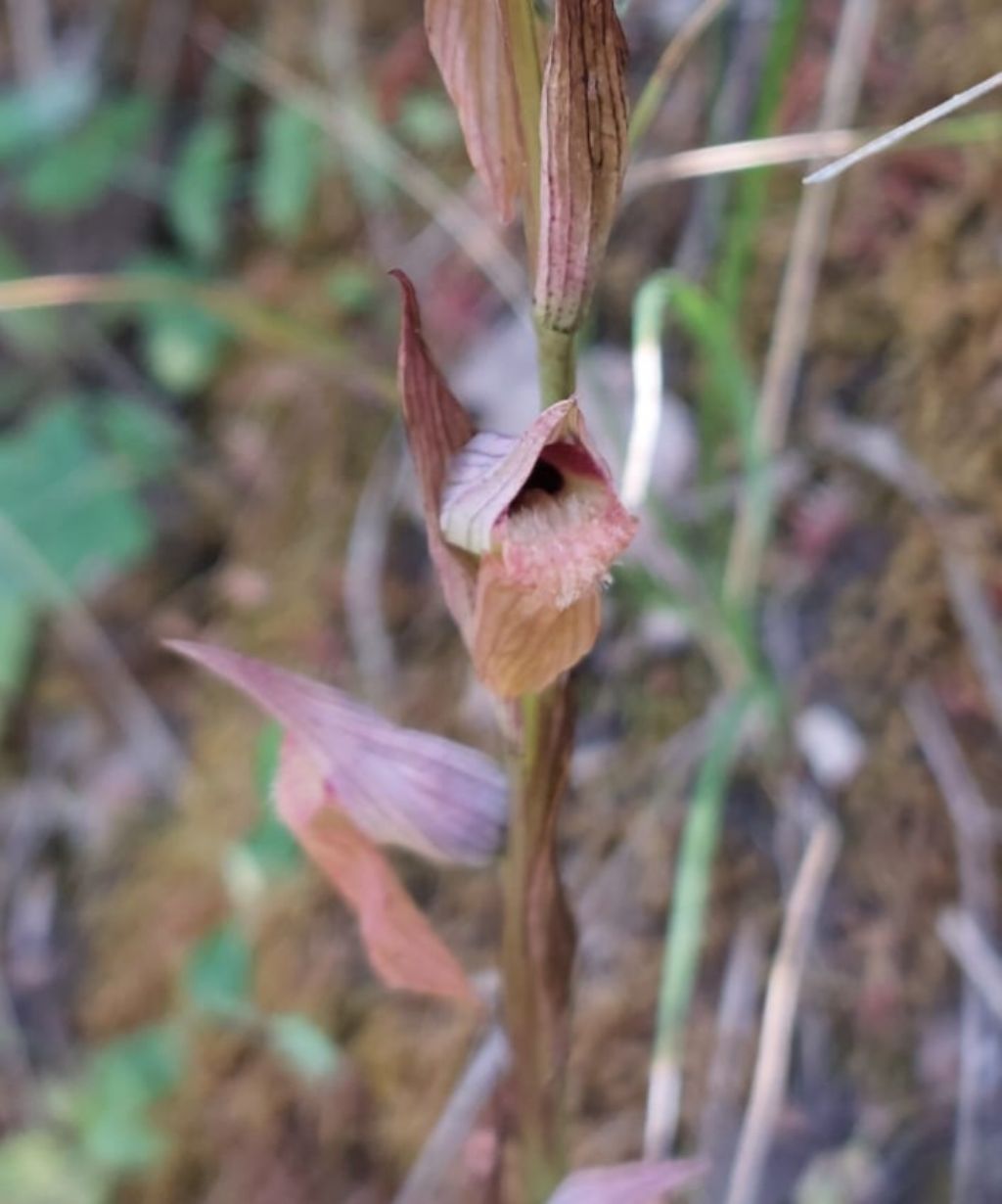 Serapias in Sicilia