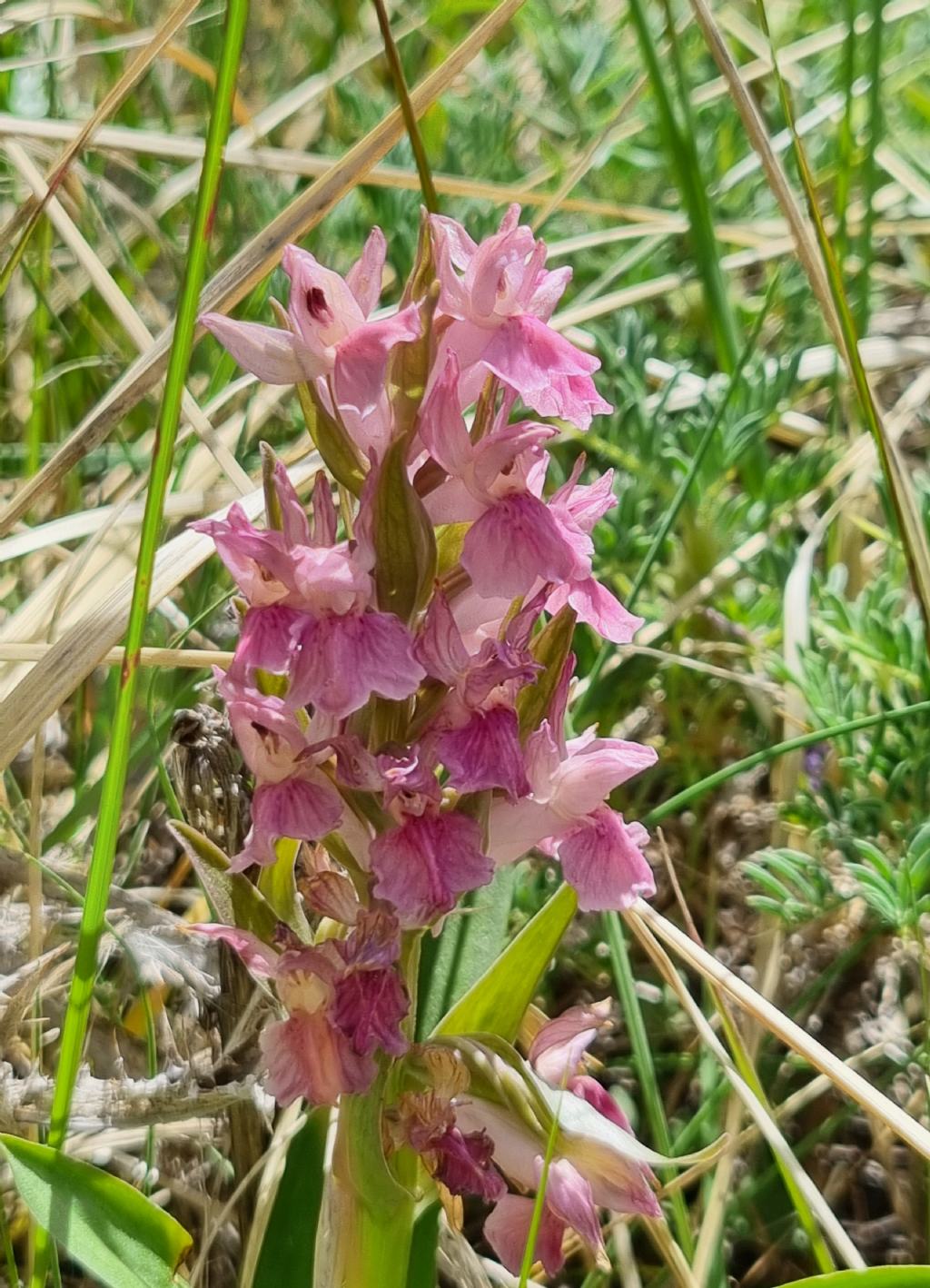 Dactylorhiza sambucina?