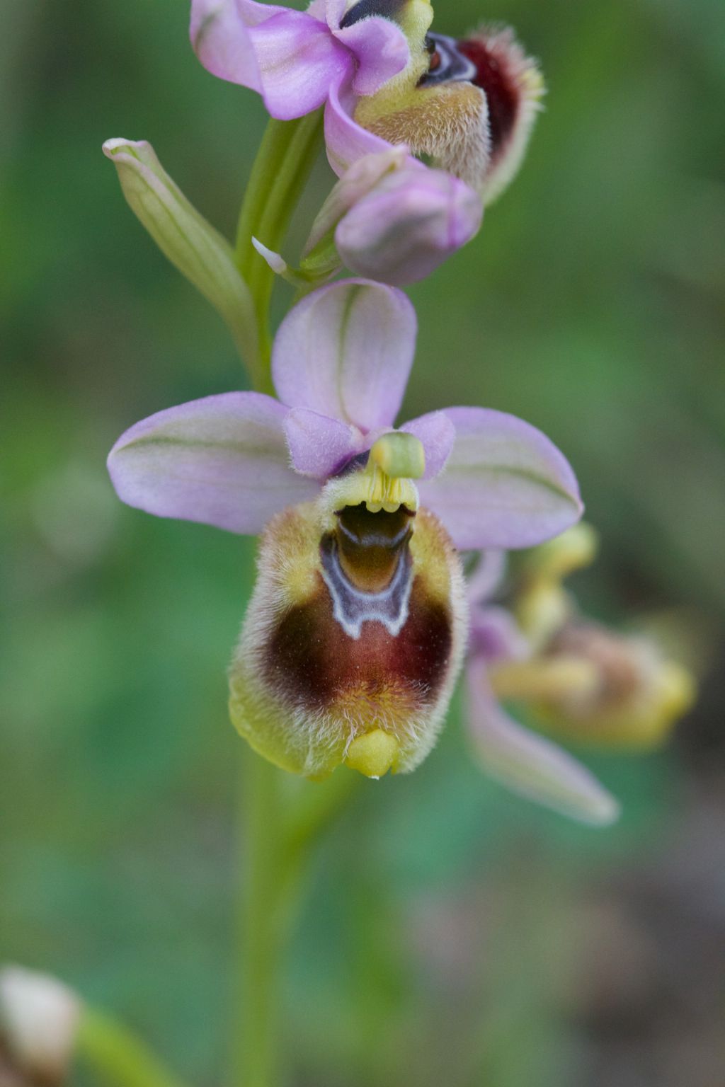 Ophrys neglecta - Sardegna