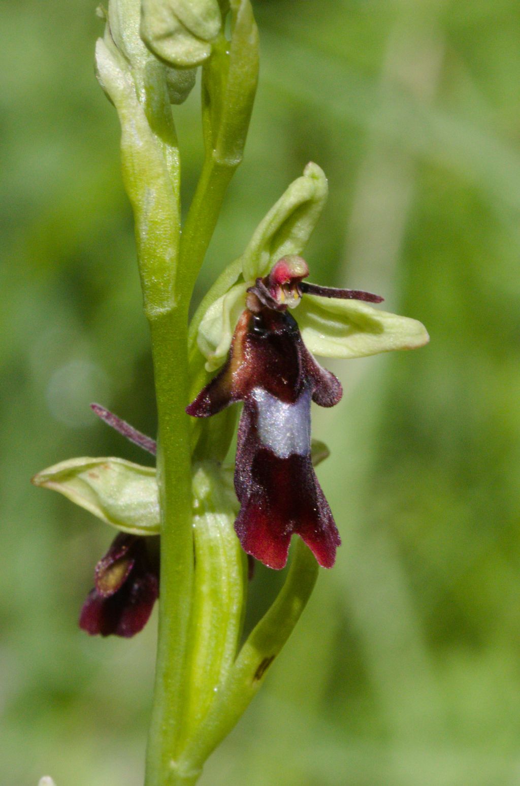 Ophrys insectifera alla Verna