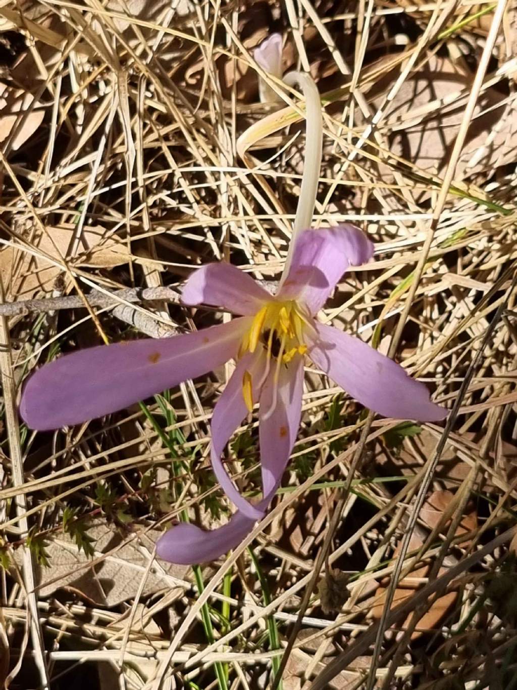 Colchicum nel comune di Volterra