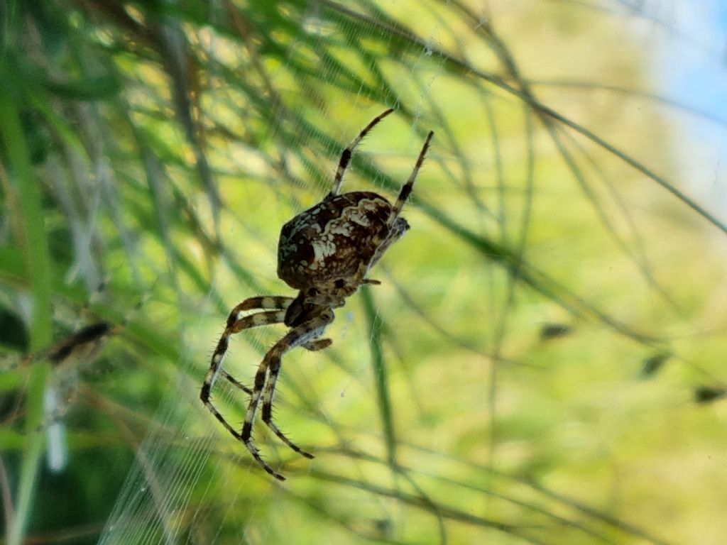 ragnatela presso una fonte - Alpi Apuane