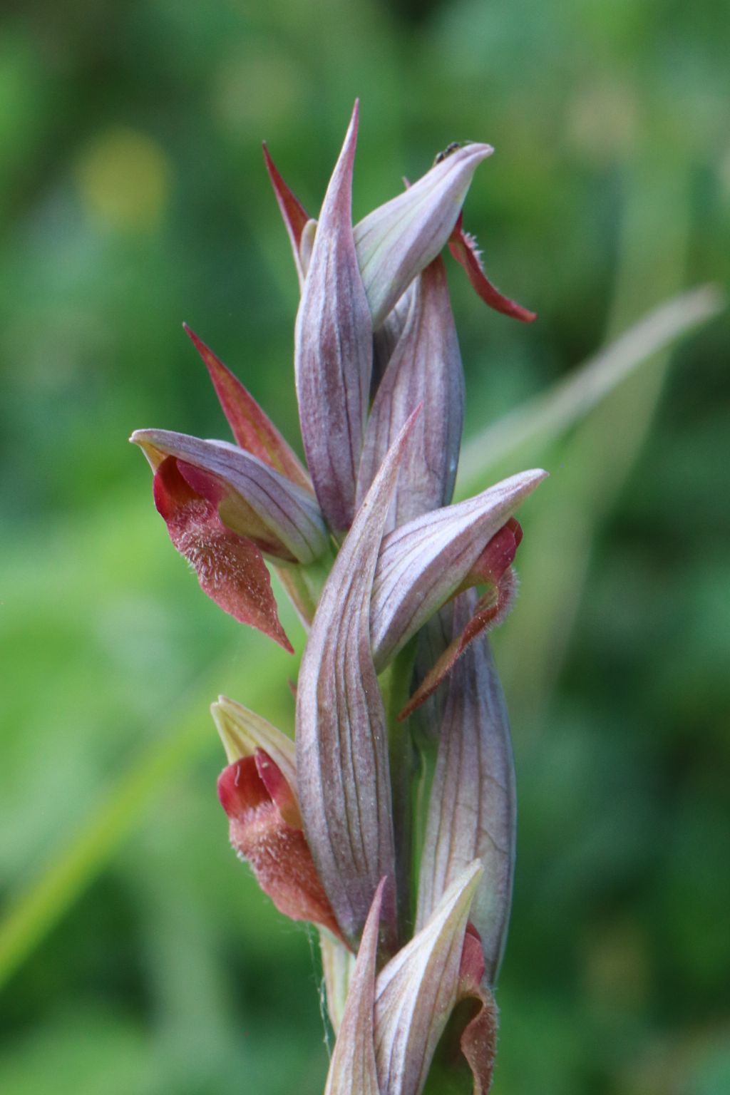 Serapias parviflora