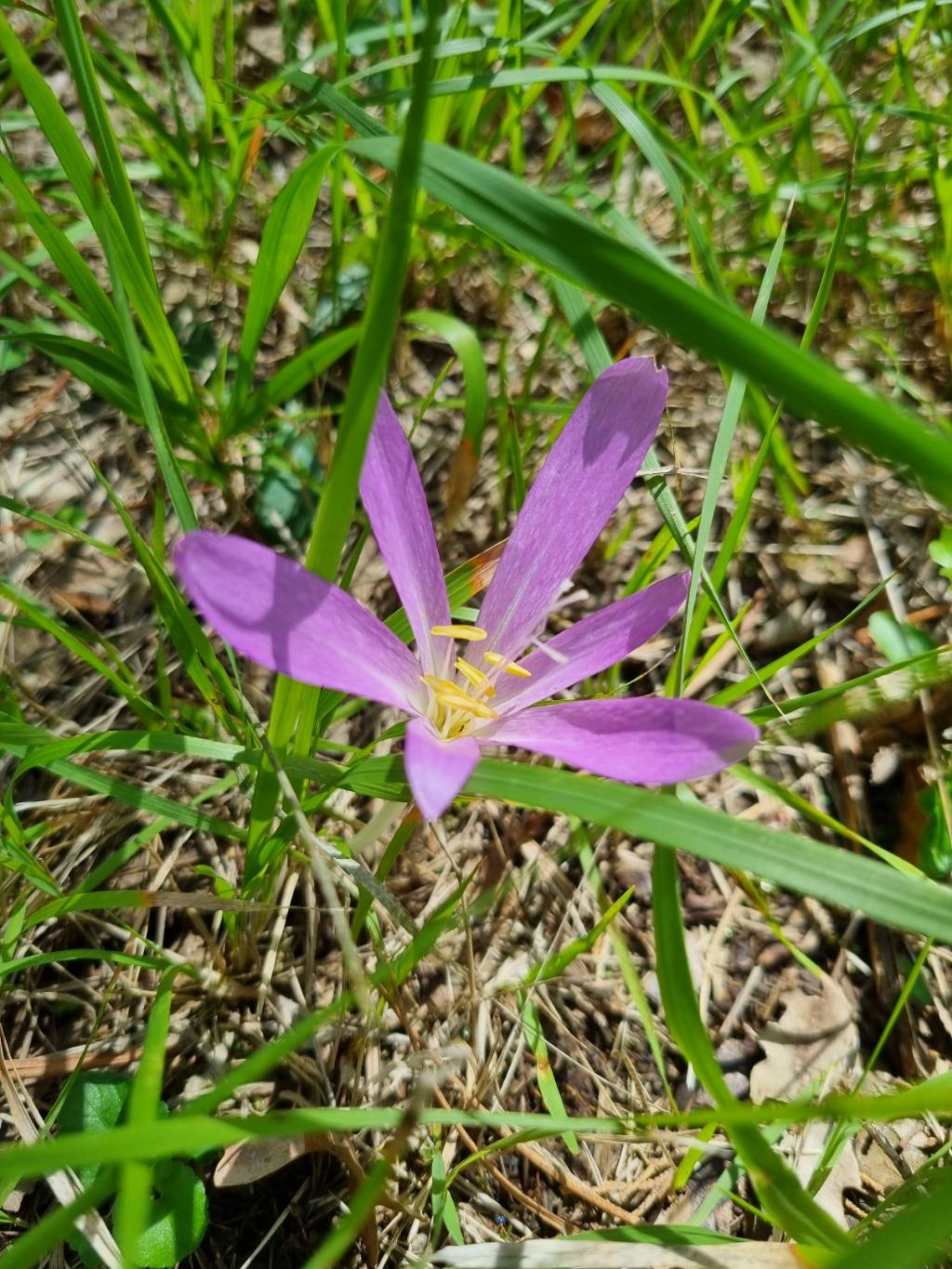 Colchicum a Berignone