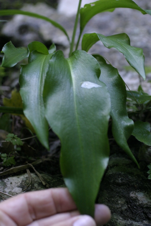 Allium ursinum / Aglio orsino