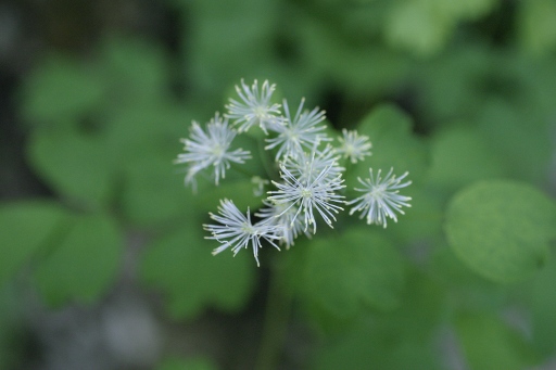 Thalictrum sp.