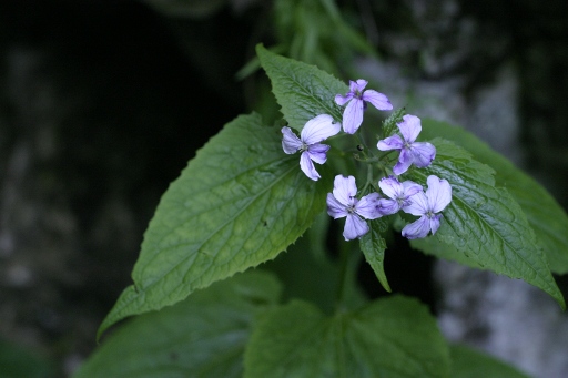 Lunaria cfr. rediviva