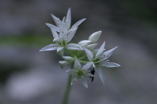 Allium ursinum / Aglio orsino