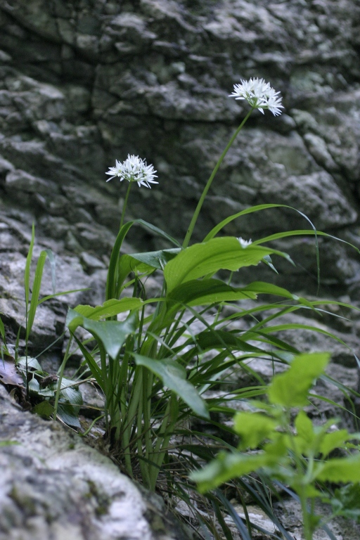 Allium ursinum / Aglio orsino