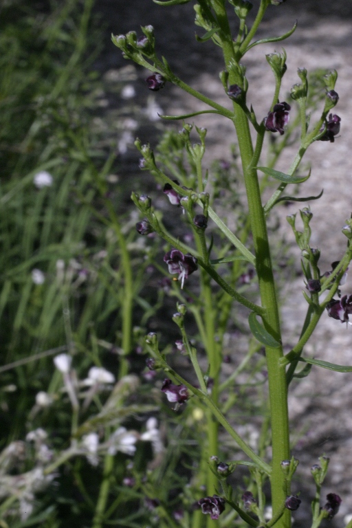 Sibillini - Scrophularia sp.