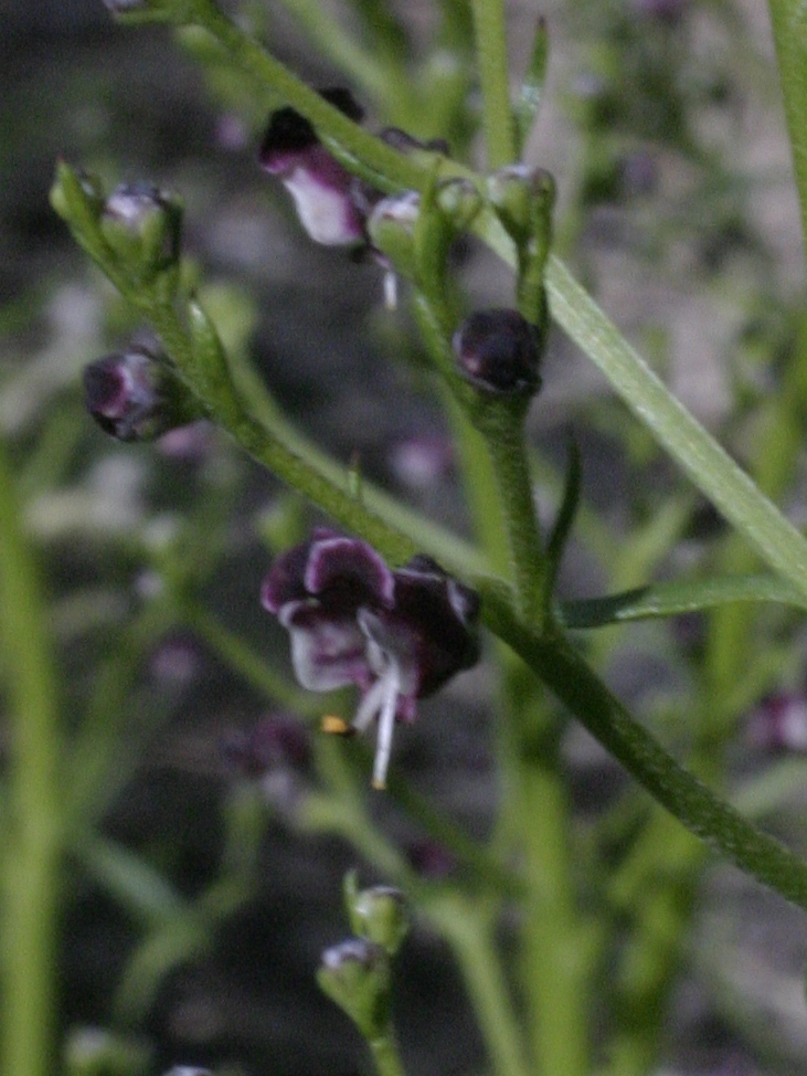 Sibillini - Scrophularia sp.