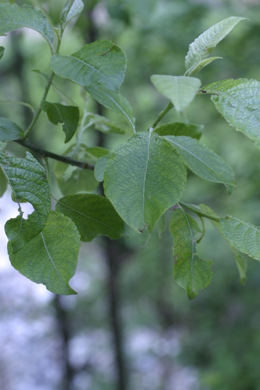 Salix cfr. caprea