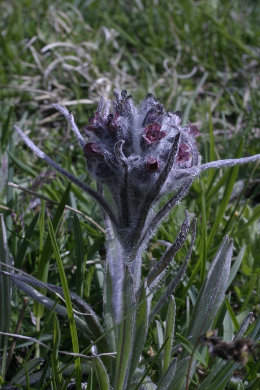 Sibillini - Cynoglossum magellense