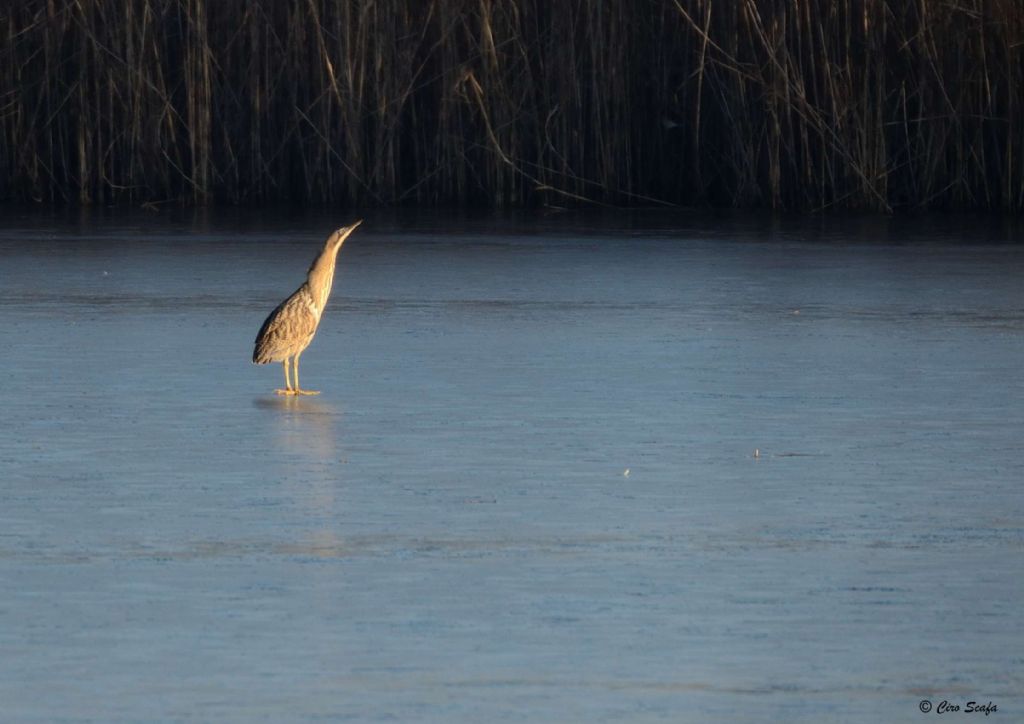 tarabuso on ice