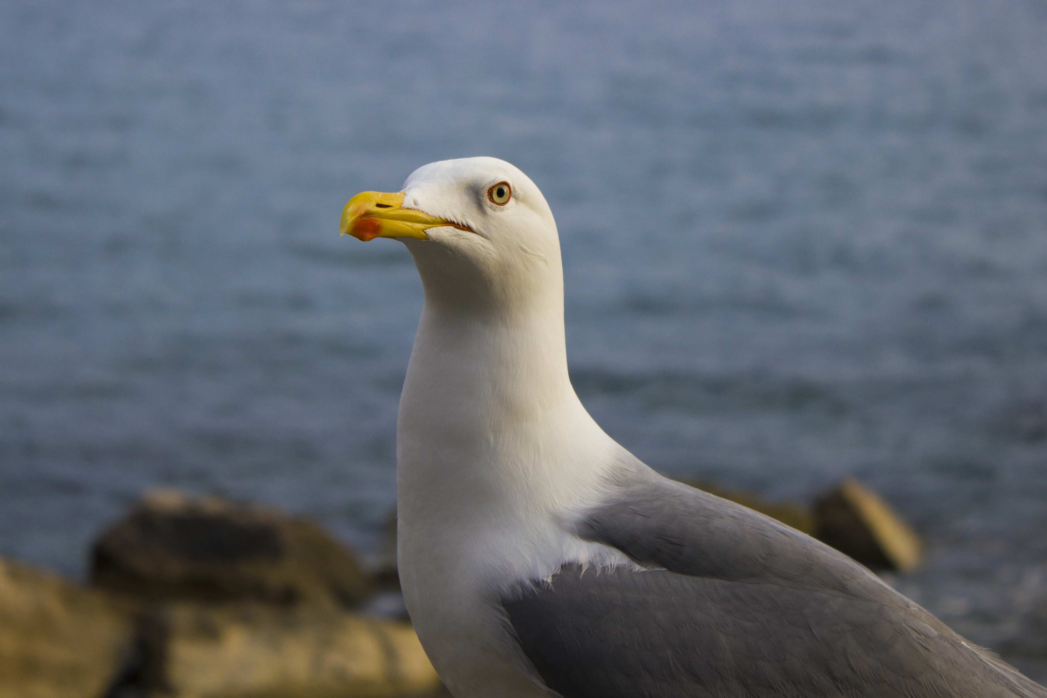 Larus: michahellis ssp. o argentatus ssp.?  Larus michahellis