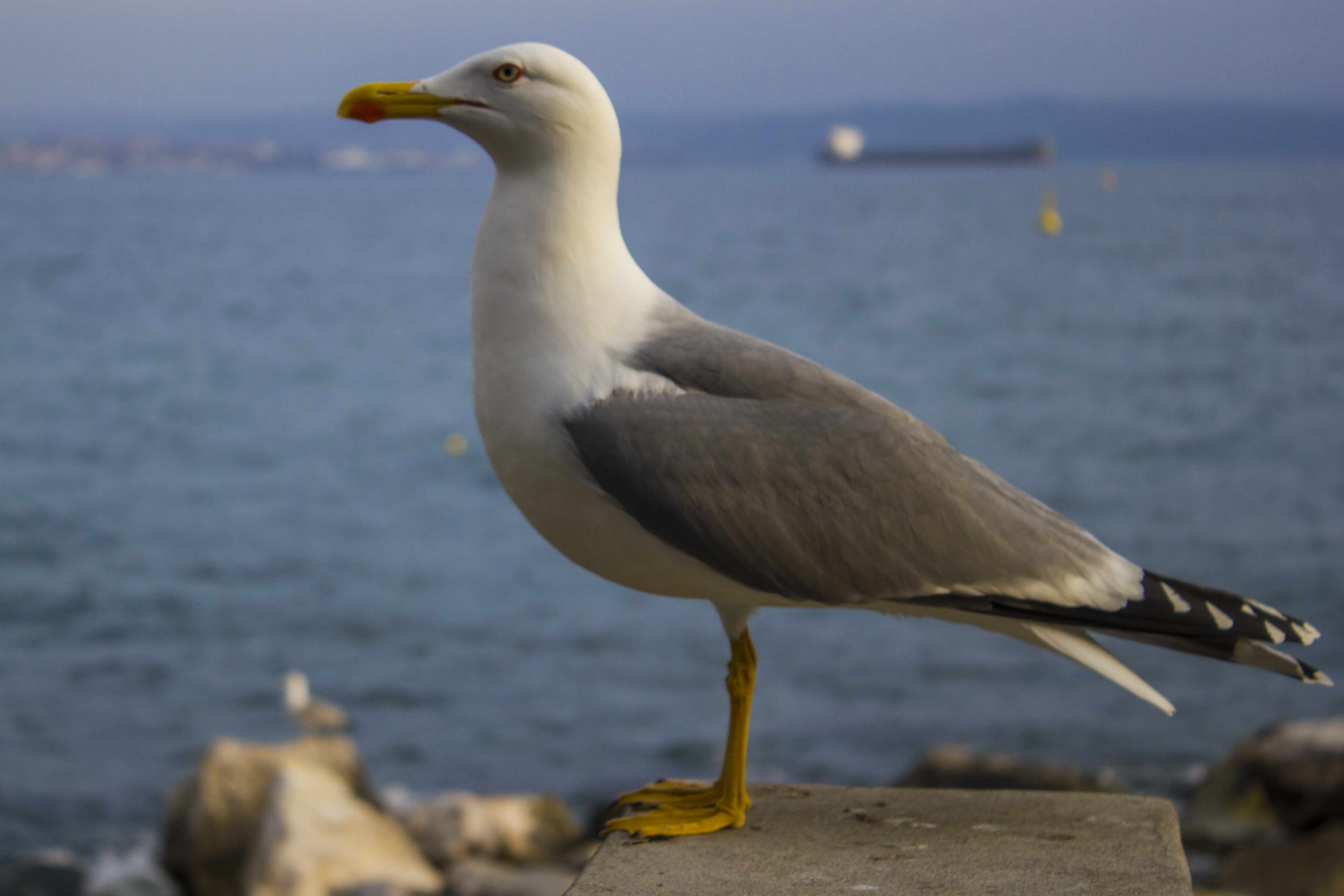 Larus: michahellis ssp. o argentatus ssp.?  Larus michahellis